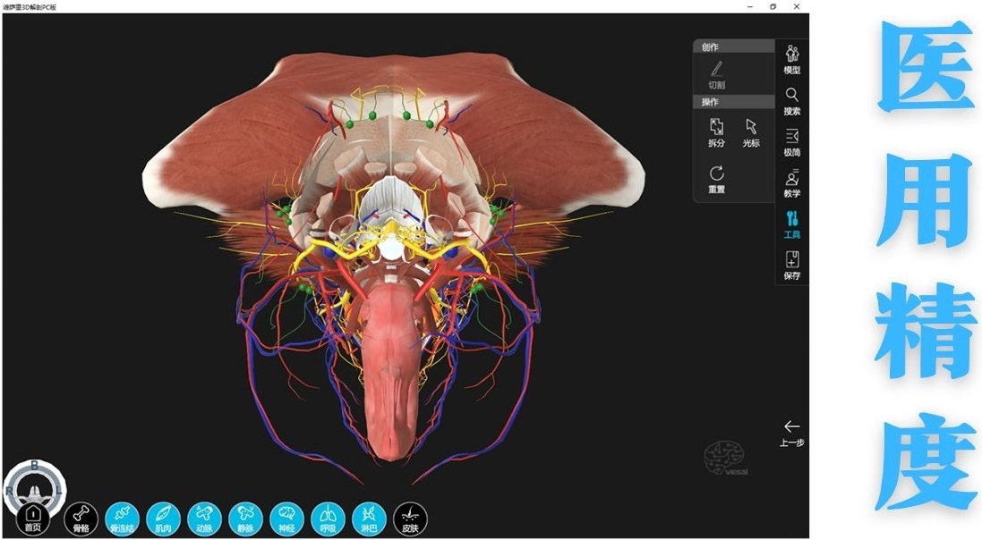维萨里3D解剖截图