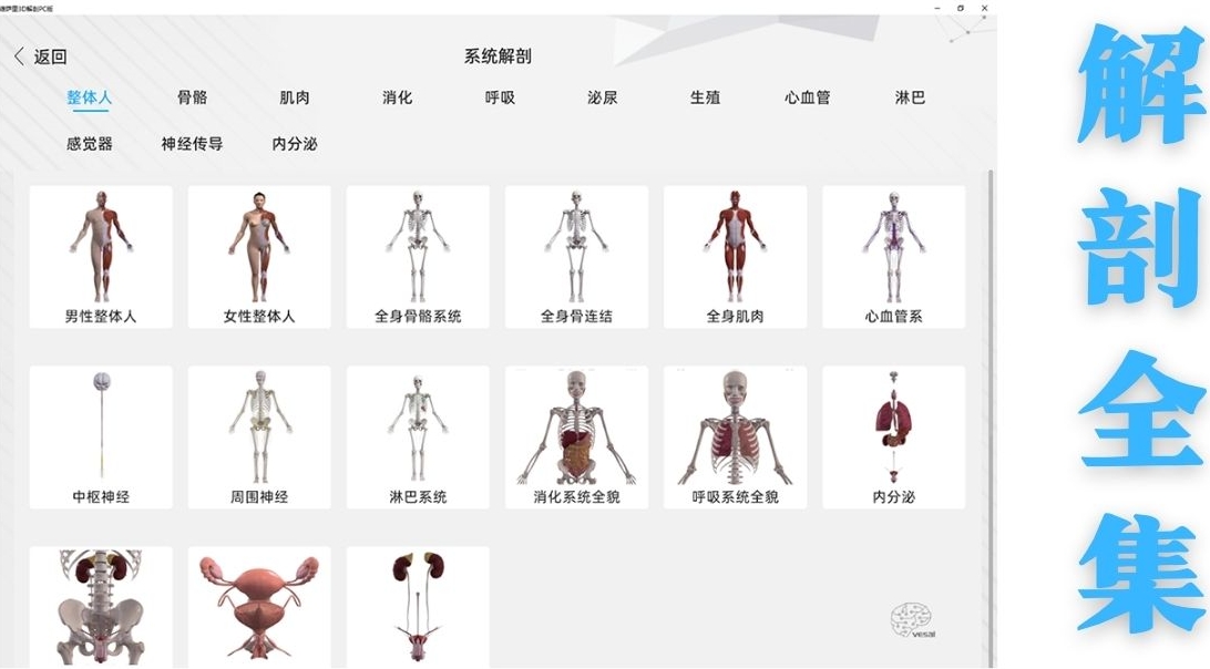 维萨里3D解剖截图