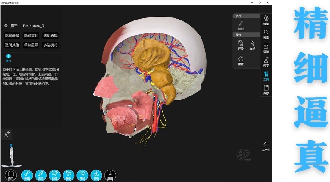 维萨里3D解剖截图